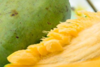 African Mango Seed Extract used in Gluco Harmony Drops for metabolic and wellness support.