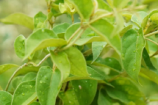 Gymnema Leaf Extract used in Gluco Harmony Drops for natural glucose balance support.