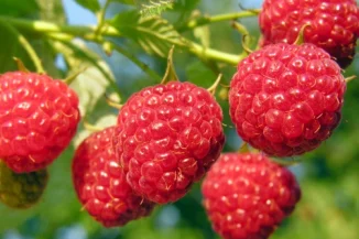 Raspberry Ketone ingredient used in SodaSlim for natural fat metabolism support